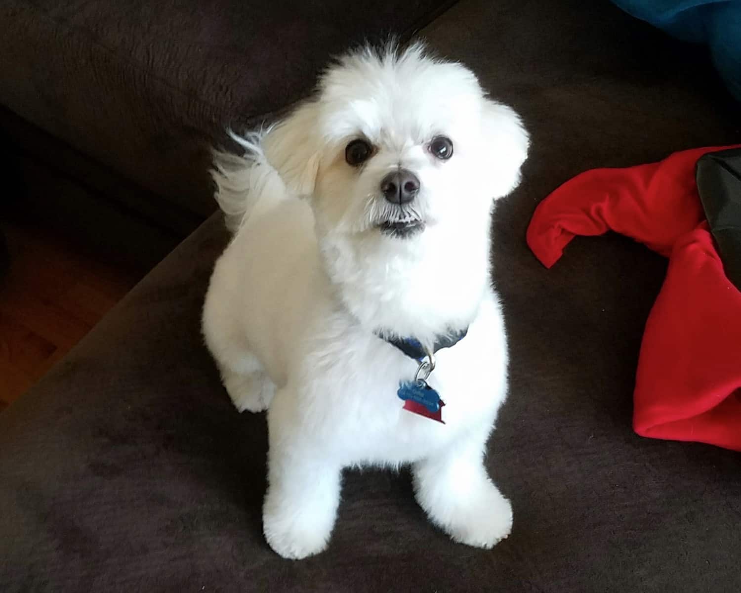 Odie